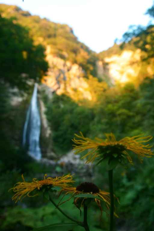 Blumen beim Oniore-Wasserfall