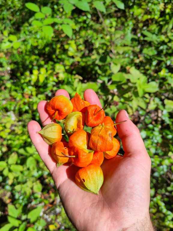 Wilde Lampenfrüchte