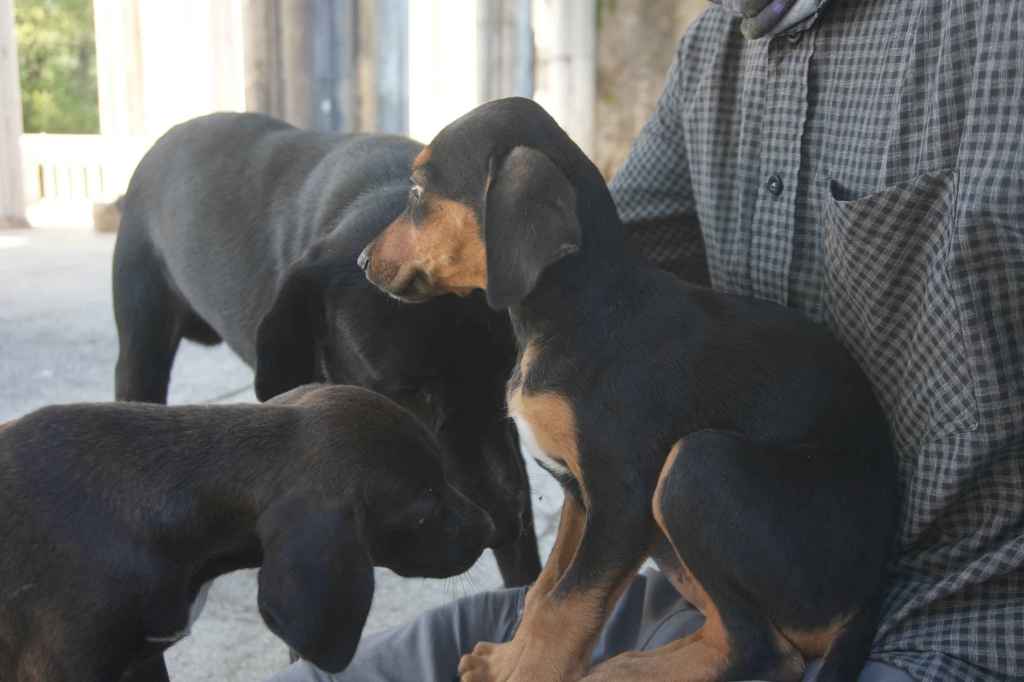 Straßenhunde Welpen