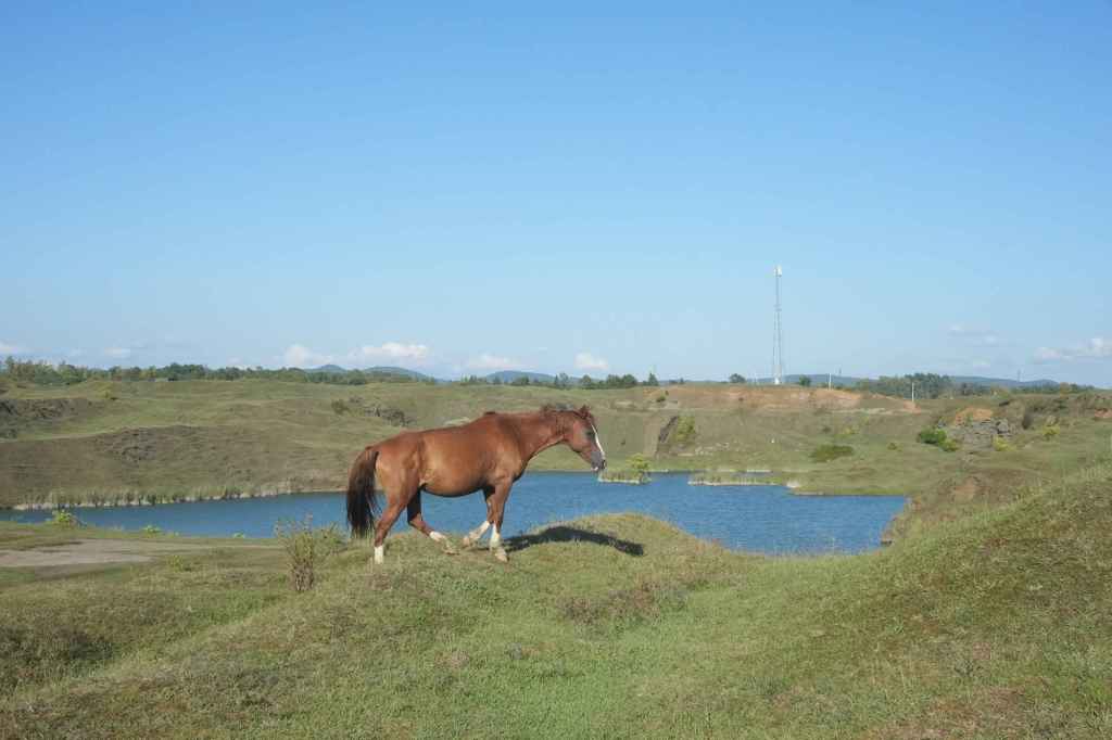 Baggersee Pirveli Pferde