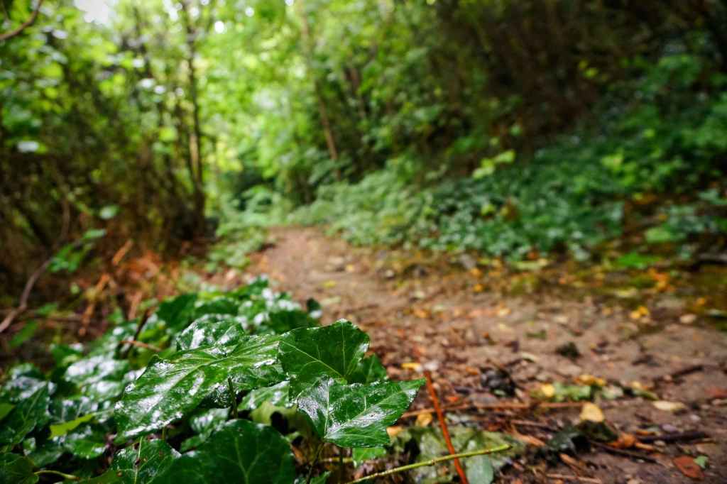 Wanderweg zum Stift Melk