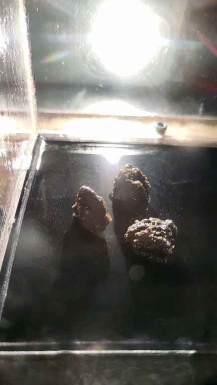 KHARITONCHIK IN NEBELKAMMER